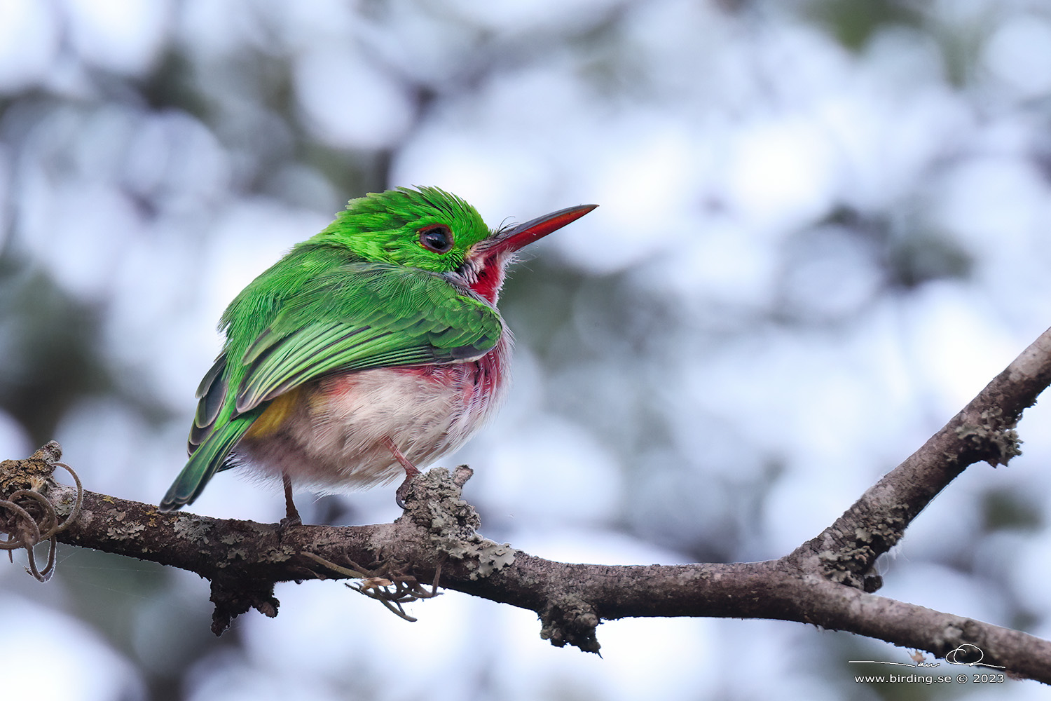 BROAD-TAILED TODY (Todus subulatus)- Stng / Close